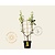 Malus domestica 'Golden Delicious' - U-vorm