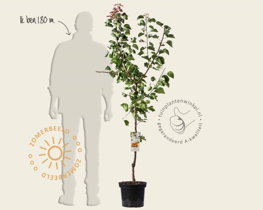 Prunus armeniaca 'Bergeron' - laagstam