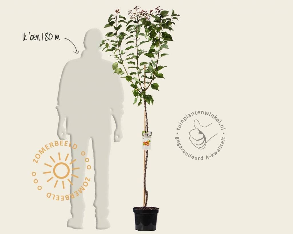Prunus armeniaca 'Bergeron' - halfstam