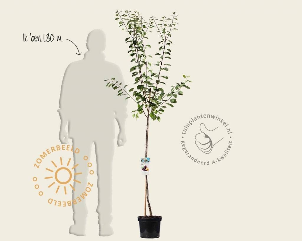 Prunus domestica 'Opal' - halfstam