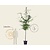 Carpinus betulus - hoogstam