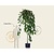 Morus alba 'Pendula' - 200 cm stam
