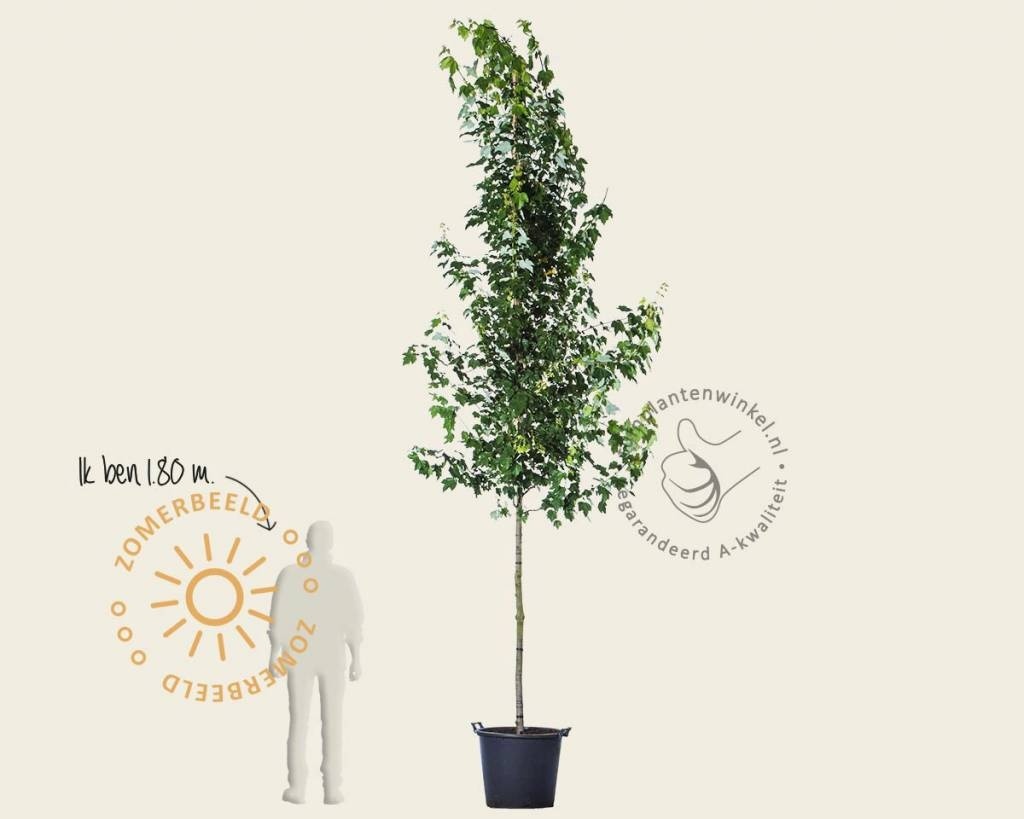 Acer rubrum 'Brandywine'