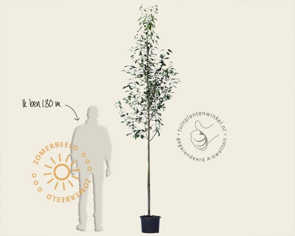 Amelanchier arborea 'Robin Hill'