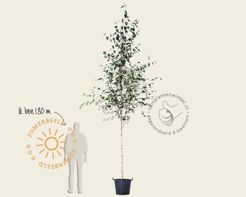 Betula utilis 'Doorenbos'