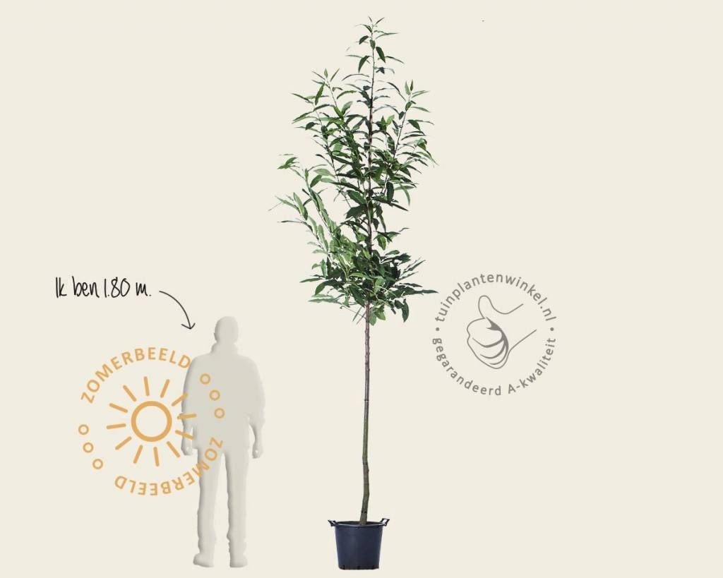 Castanea sativa - hoogstam