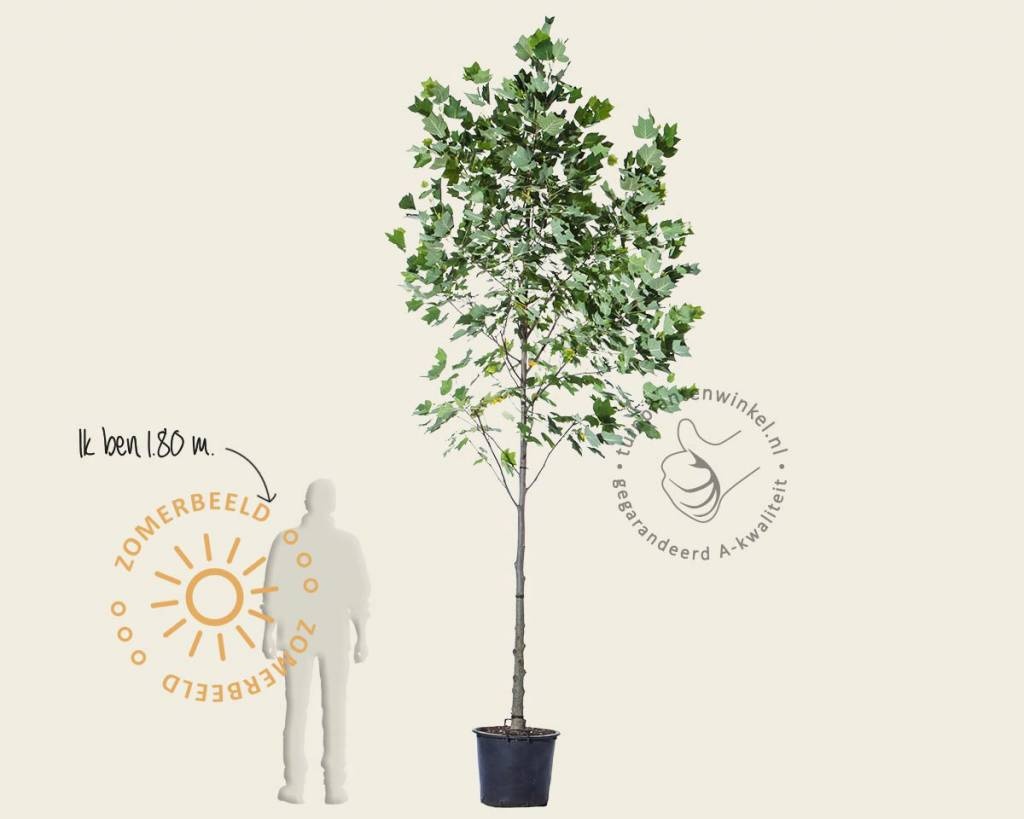 Liriodendron tulipifera