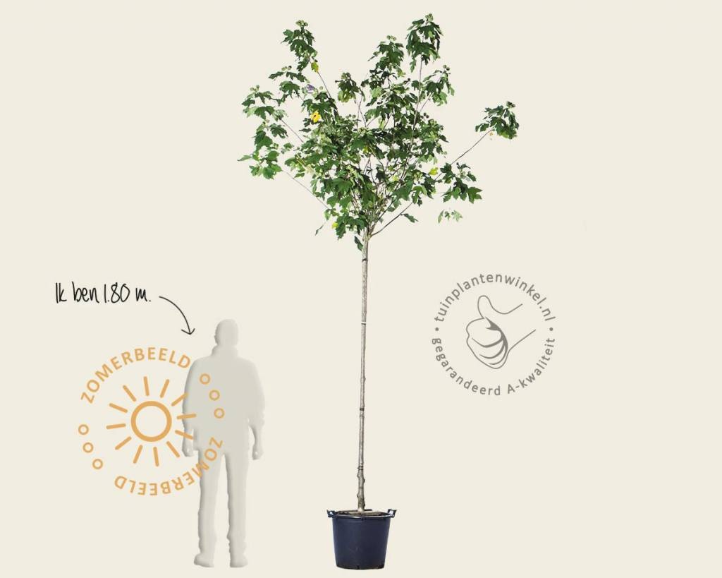 Hibiscus x 'Resi' - 180 cm stam