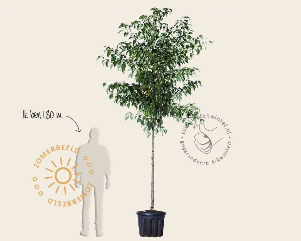 Cornus controversa