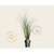 Miscanthus sinensis 'Morning Light'