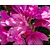 Rhododendron 'Wine and Roses'