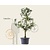 Alleen in winkel Pyrus communis 'Conference' - oude laagstam