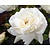 Rosa 'Helga'
