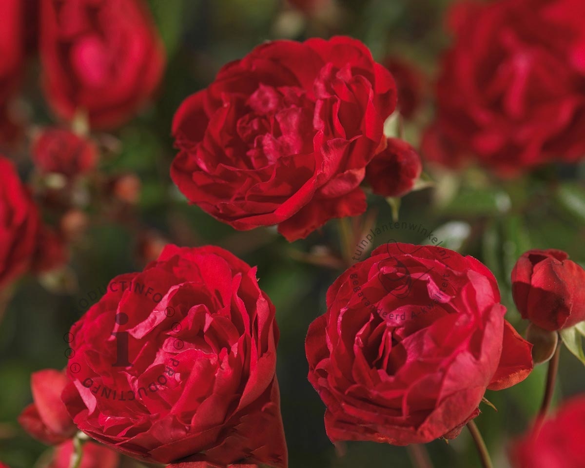 Rosa 'Morsdag'