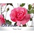 Rosa 'Tom Tom'