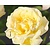 Rosa 'Peace'