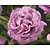 Rosa 'Waltz Time'