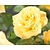 Rosa 'Arthur Bell'