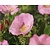 Rosa rugosa 'Dagmar Hastrup'