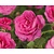 Rosa rugosa 'Rotes Meer'
