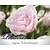 Rosa rugosa 'Schneekoppe'