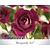 Rosa 'Burgundy Ice'