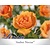 Rosa 'Amber Nectar'