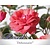 Rosa 'Debonnaire'