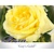 Rosa 'Guy's Gold'