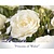 Rosa 'Princess of Wales'