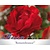 Rosa 'Remembrance'