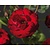 Rosa 'Lilli Marleen'