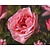 Rosa 'The Queen Elizabeth Rose'