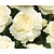 Rosa 'Kosmos'