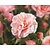 Rosa 'Aladdin Palace'