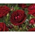 Rosa 'Grand Palace'