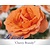 Rosa 'Cherry Brandy'