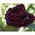 Rosa 'Black Baccara'