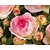 Rosa 'Eden Rose'