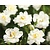 Rosa 'Swany'