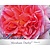 Rosa 'Abraham Darby'