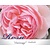 Rosa 'Heritage'