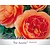Rosa 'Pat Austin'