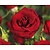 Rosa 'Black Magic'