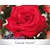 Rosa 'Grande Amore'