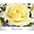 Rosa 'Winter Sun'