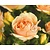 Rosa 'Hansestadt Rostock'