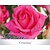 Rosa 'Criterion'
