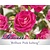 Rosa 'Brilliant Pink Iceberg'