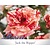 Rosa 'Jack the Ripper'